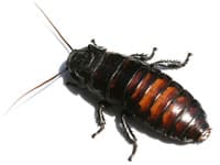 Oriental Cockroaches